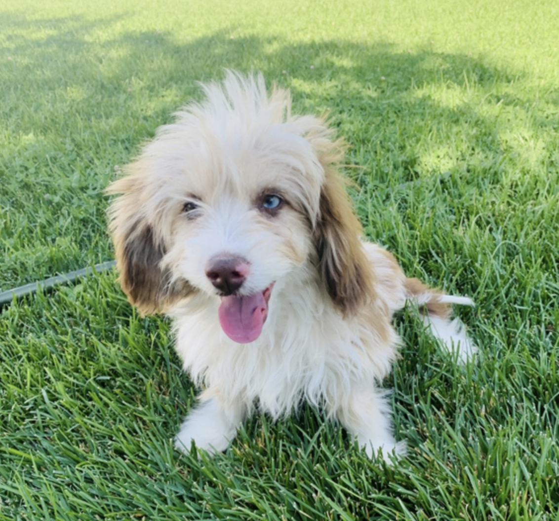 comprar cachorros sanos, baratos y asequibles para la venta